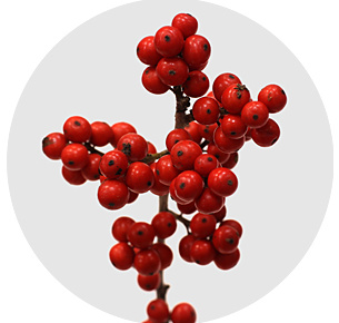 Илекс Вертициллата (Ilex Verticillata)