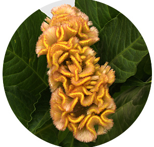 Целозия гребенчатая нежно-розовая (Soft pink)