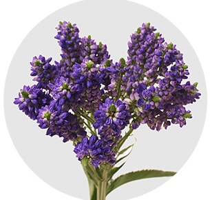 Вероника Смарт фонтейн (Smart Fountain)