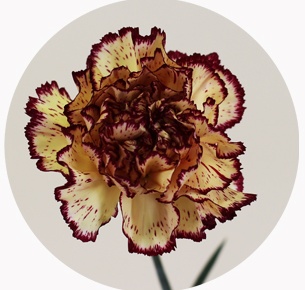  Гвоздика стандарт микс 3