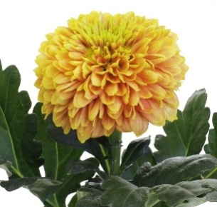 Хризантема одноголовая Дженни оранжевая (Jeanny orange)