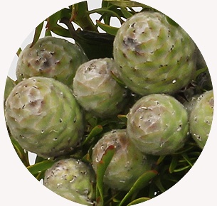 Леукадендрон Джейд пёрл (Jade Pearl)