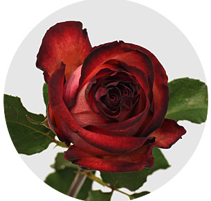 Роза Царь (Tsar) Роза Царь (Tsar)