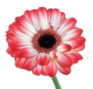 Гербера Сорбет (Sorbet)