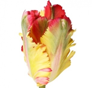 Тюльпан Флэминг Паррот (Flaming Parrot)