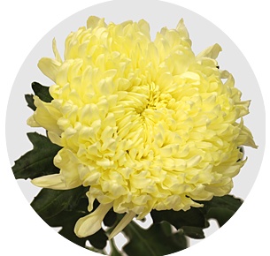 Хризантема одноголовая Россано  (Rossano)