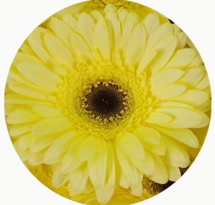 Гербера Панна (Panna)