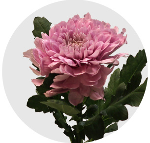 Хризантема одноголовая Андекавер (Undecover)