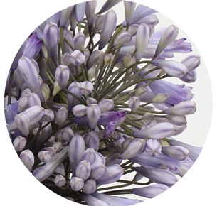 Агапантус сиреневый (милка)