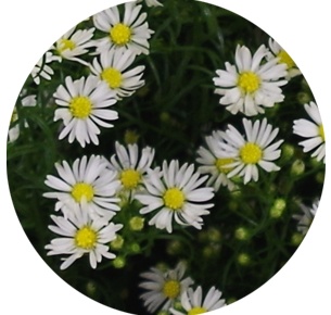 Астра Монте Казино белая