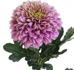 Хризантема одноголовая Дженни розовая (Jeanny pink)