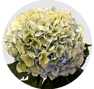 Гортензия Пастель грин (Pastel Green)