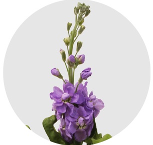 Левкой светло-сиреневый (Милка)