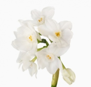 Нарцисс Зива (Ziva)