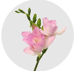 Фрезия Ханимун (Honeymoon)