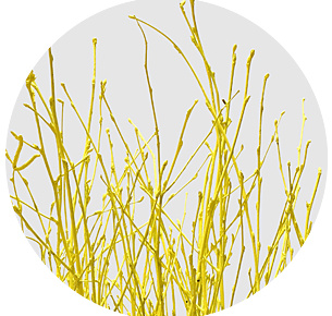 Берёза крашеная жёлтая (Berken painted yellow)