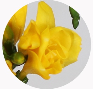 Фрезия желтая