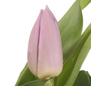 Тюльпан сиреневый (lila)