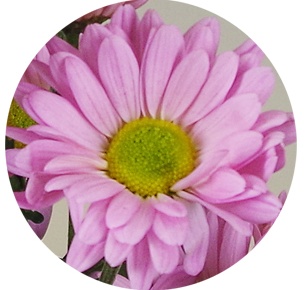 Хризантема кустовая Катинка (Katinka)