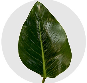 Филодендрон Конго (Congo)