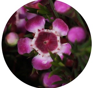 Ваксфлауэр Пёпл прайд (Purple Pride)