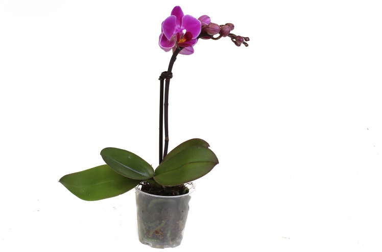 Орхидея Фаленопсис мини (Phalaenopsis mini) Орхидея Фаленопсис мини (Phalaenopsis mini)