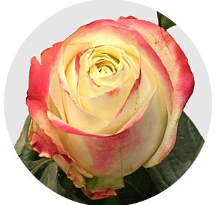 Роза Распберри пёпл (Raspberry Purple)