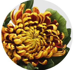 Хризантема одноголовая Том Пирс (Tom Pearce)