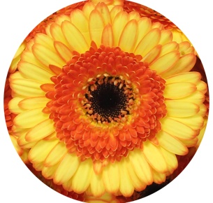 Гербера мини Декора (Decora)