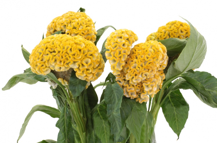 Целозия гребенчатая желтая