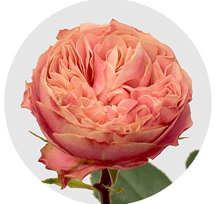 Роза Викториан классик (Victorian Classic)