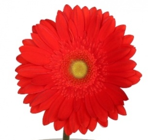 Гербера Ред Эксплоужн (Red Explosion)