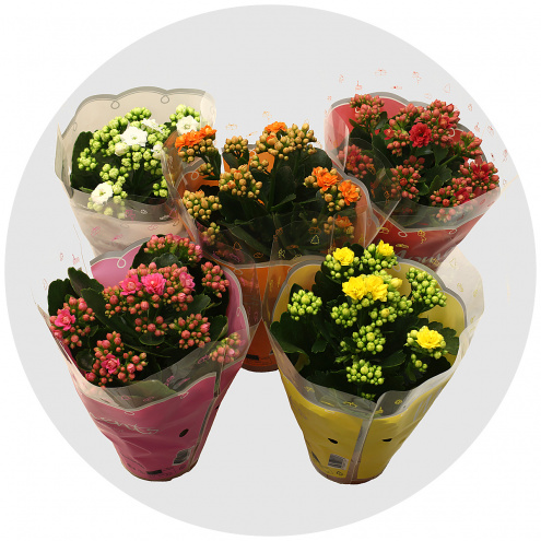 Каланхоэ (Kalanchoe) Каланхоэ (Kalanchoe)