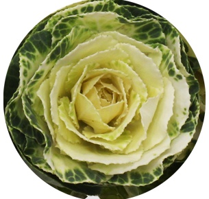 Брассика Крейн белая (Crane White)