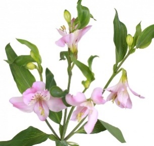 Альстромерия розовая