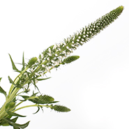 Лизимахия белая