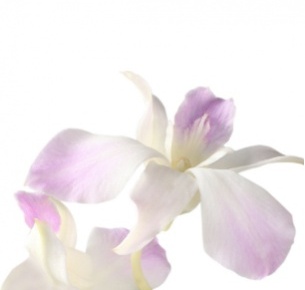 Дендробиум бело-фиолетовый