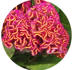 Целозия гребенчатая розовая