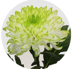 Хризантема одноголовая Зембла лайм (Zembla lime)