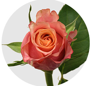 Роза Джабулани (Jabulani) Роза Джабулани (Jabulani)