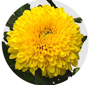 Хризантема одноголовая Паладов санни (Paladov Sunny)