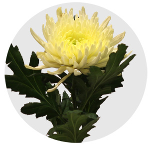 Хризантема одноголовая Топспин (Topspin)