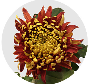 Хризантема одноголовая Ханенбург (Hanenburg)