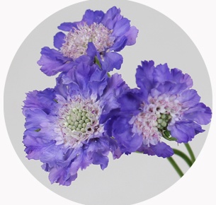 Скабиоза лавандовая скуп (Scabiosa Lavender Scoop)