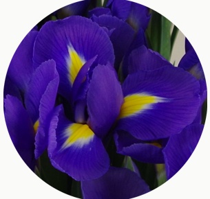 Ирис Блю Мейджик (Blue Magic)