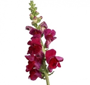 Антирринум бордовый