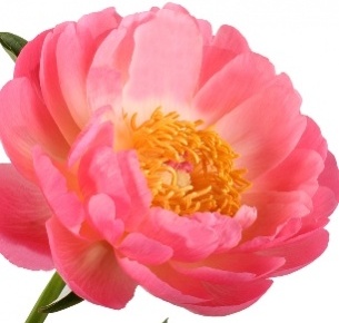 Пион розовый