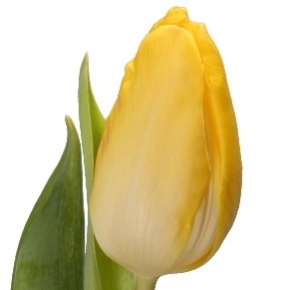 Тюльпан желтый mix (Jellow mix)