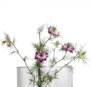 Нигелла бело-розовая