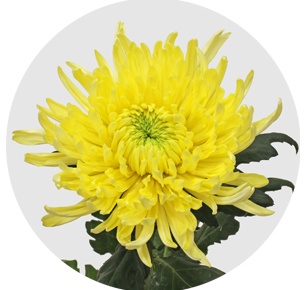Хризантема одноголовая Магнум жёлтая (Magnum Yellow)